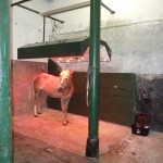 [lang_nl]Solarium[/lang_nl][lang_en]Solarium[/lang_en]